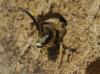 Halictus sp.